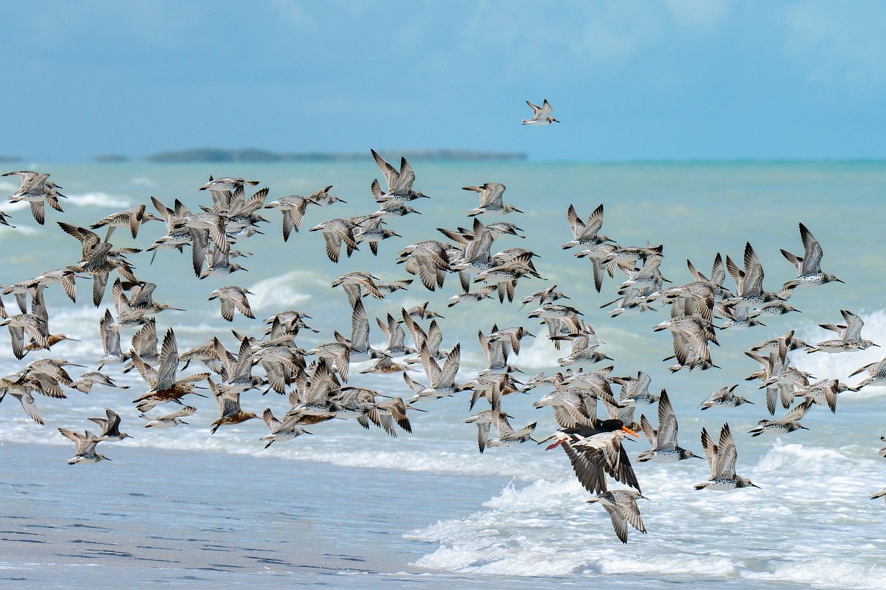 Flock of shorebirds over a turquoise ocean