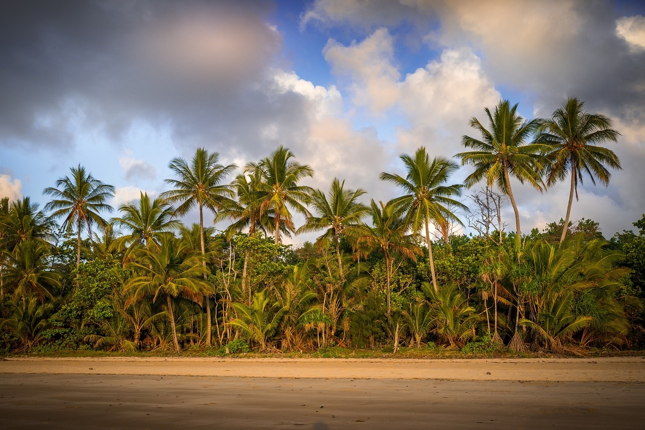 Palm trees along a tropical Australian beach