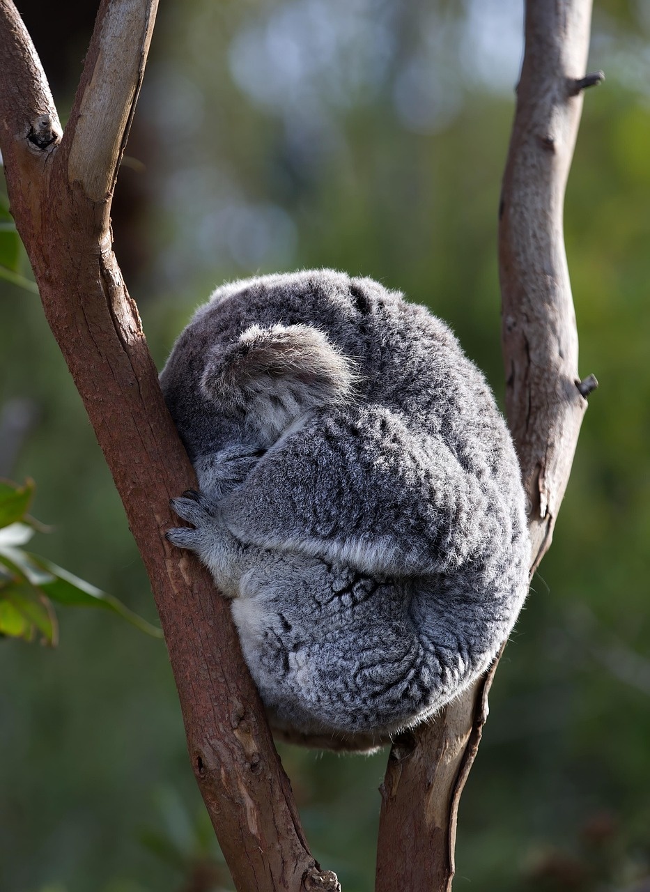 Koala sleeping in a eucalyptus tree